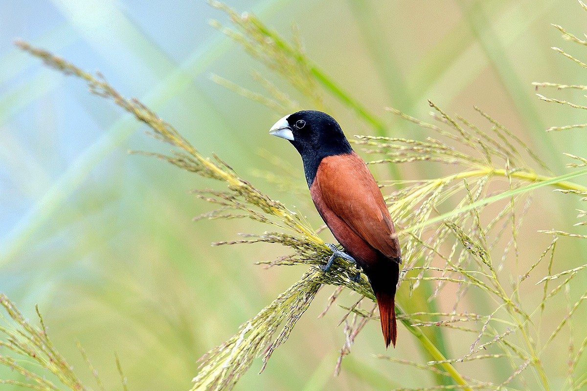 Chestnut Munia - ML205867651