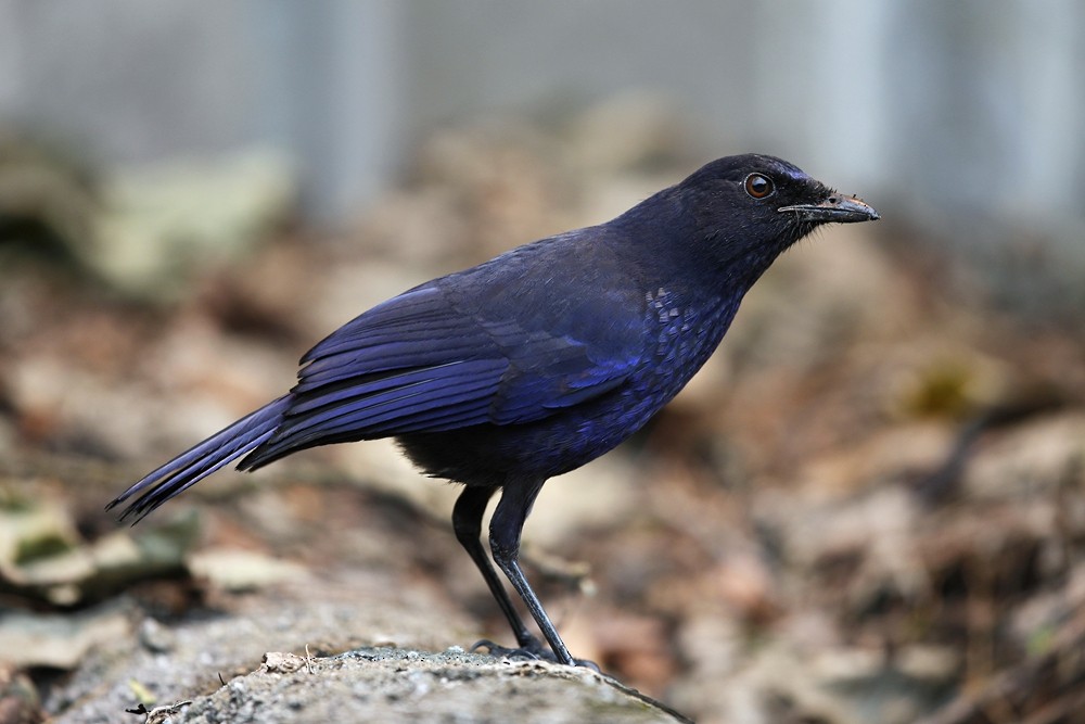 Taiwan Whistling-Thrush - 独行虾 Bird.soong