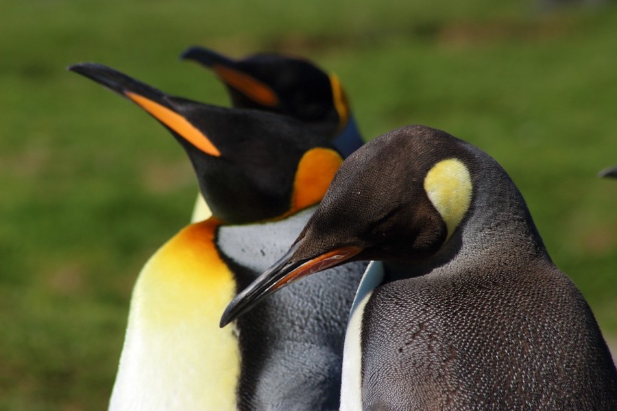 King Penguin - Rémi Bigonneau