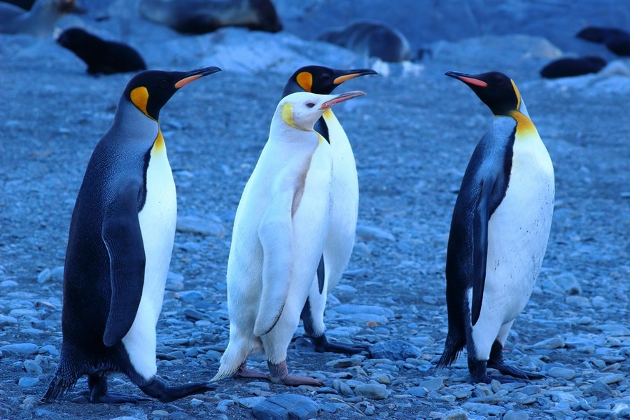 King Penguin - Rémi Bigonneau