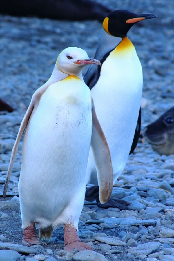King Penguin - Rémi Bigonneau