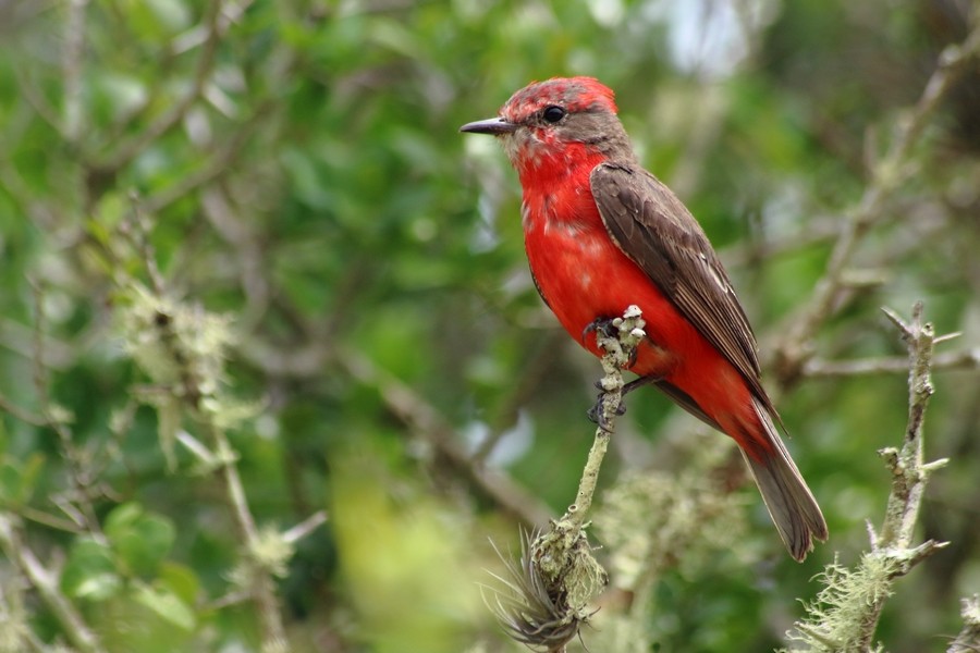 Vermilion Flycatcher (Austral) - Rémi Bigonneau