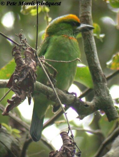 Flame-fronted Barbet - ML205869291