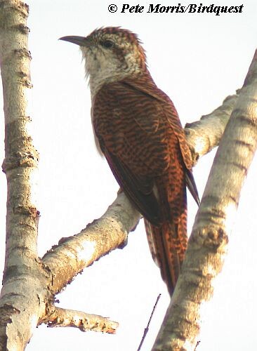 Banded Bay Cuckoo - ML205869451