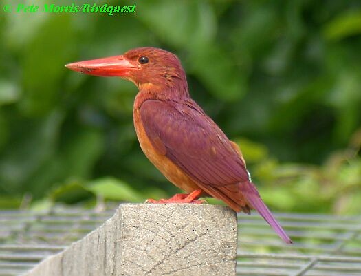 Ruddy Kingfisher - ML205869691