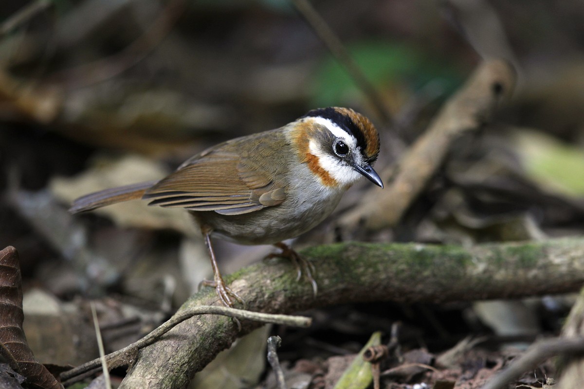 Rufous-throated Fulvetta - ML205869821