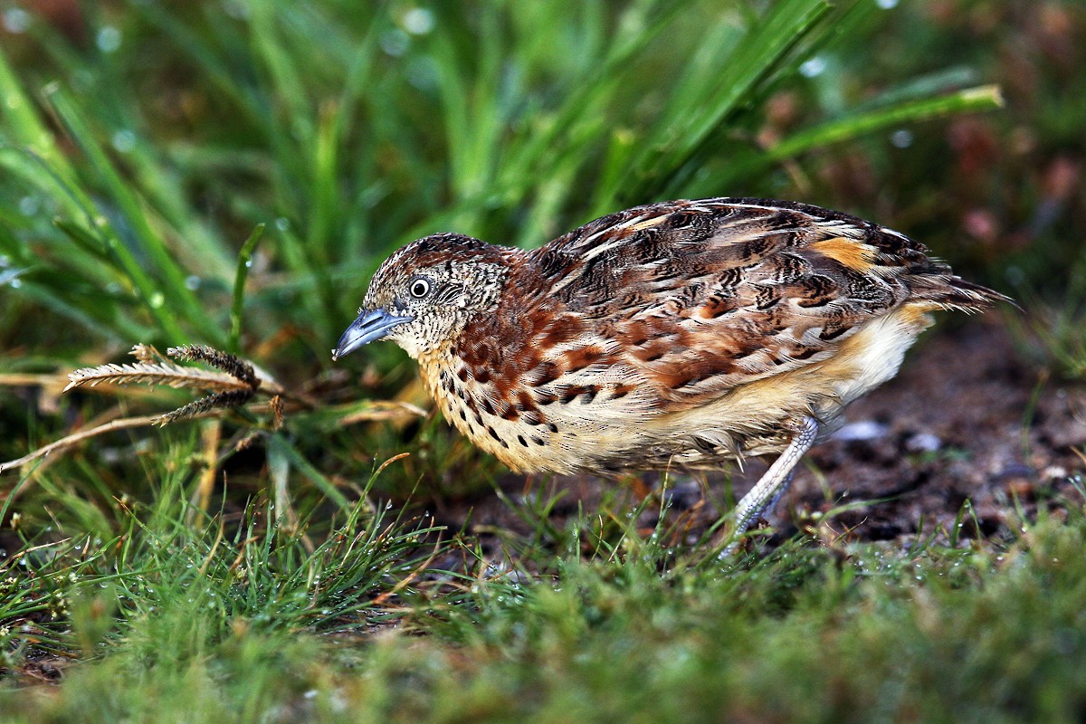 Small Buttonquail - ML205869841