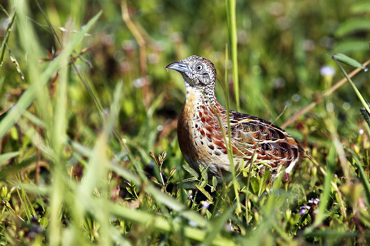 Small Buttonquail - ML205869851