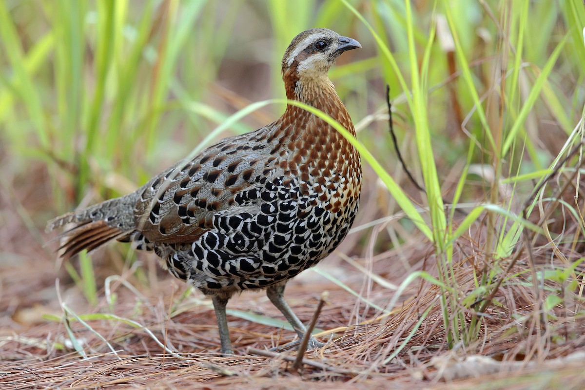 Mountain Bamboo-Partridge - ML205869891