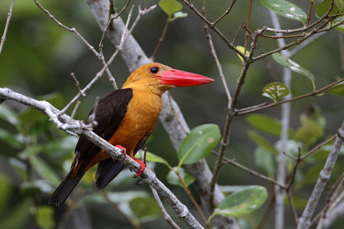 Brown-winged Kingfisher - 独行虾 Bird.soong