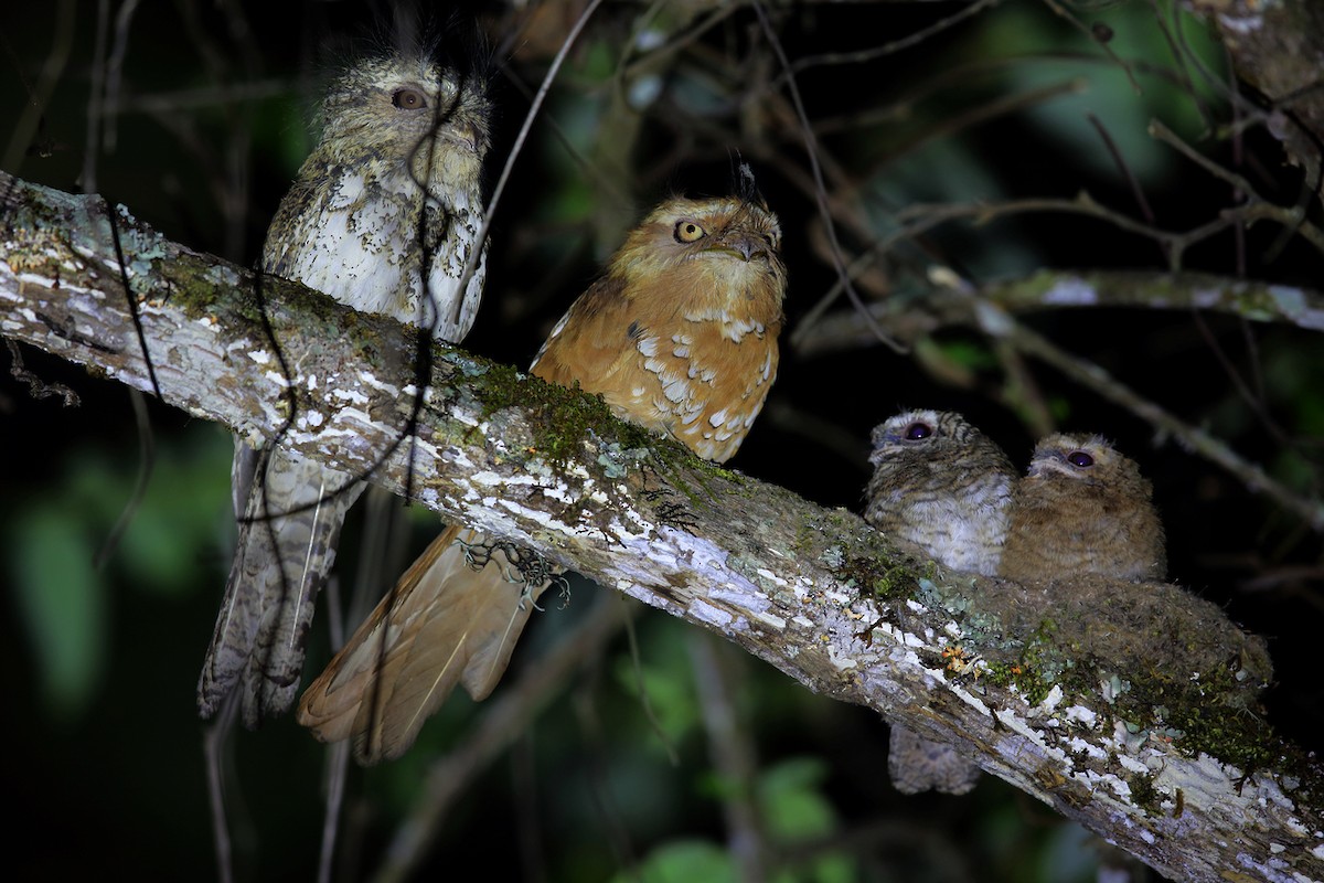 Hodgson's Frogmouth - ML205870021