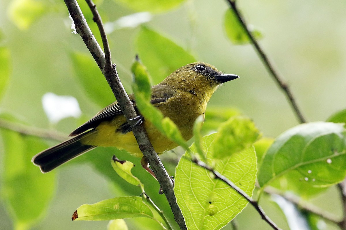 Bornean Whistler - ML205870071