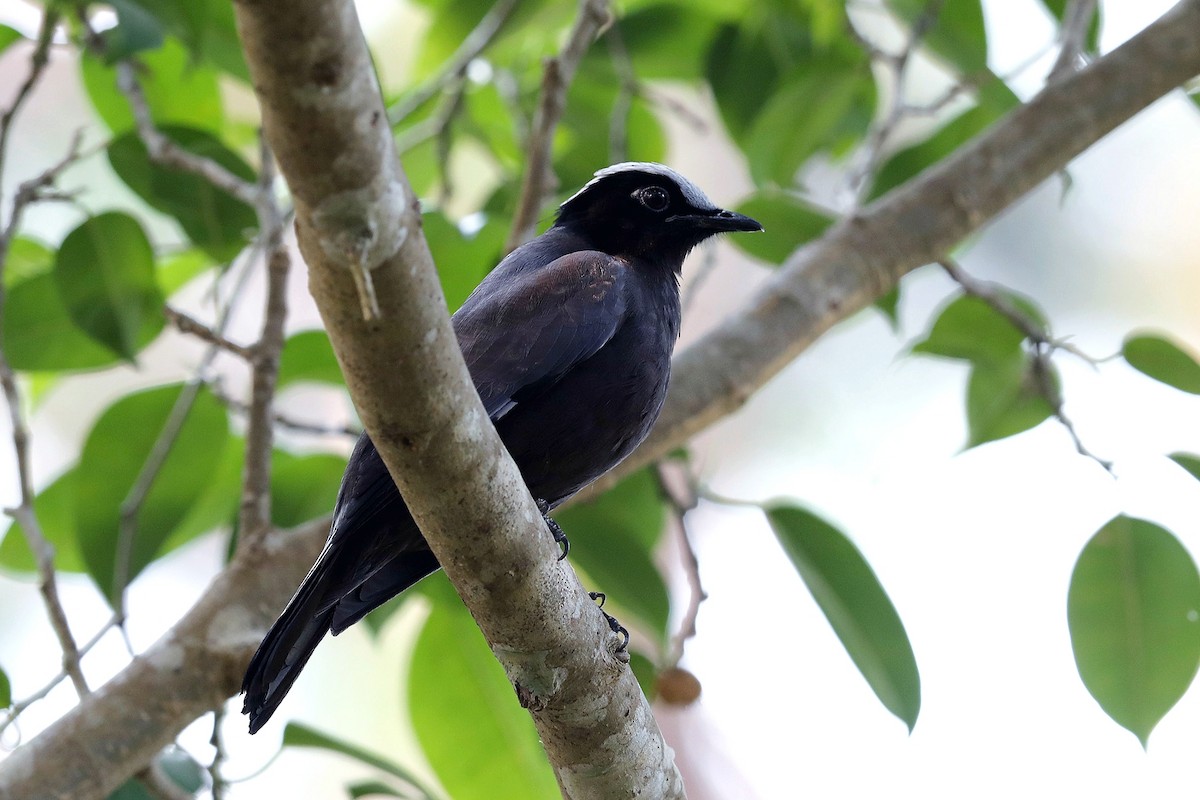 Purple Cochoa - 独行虾 Bird.soong