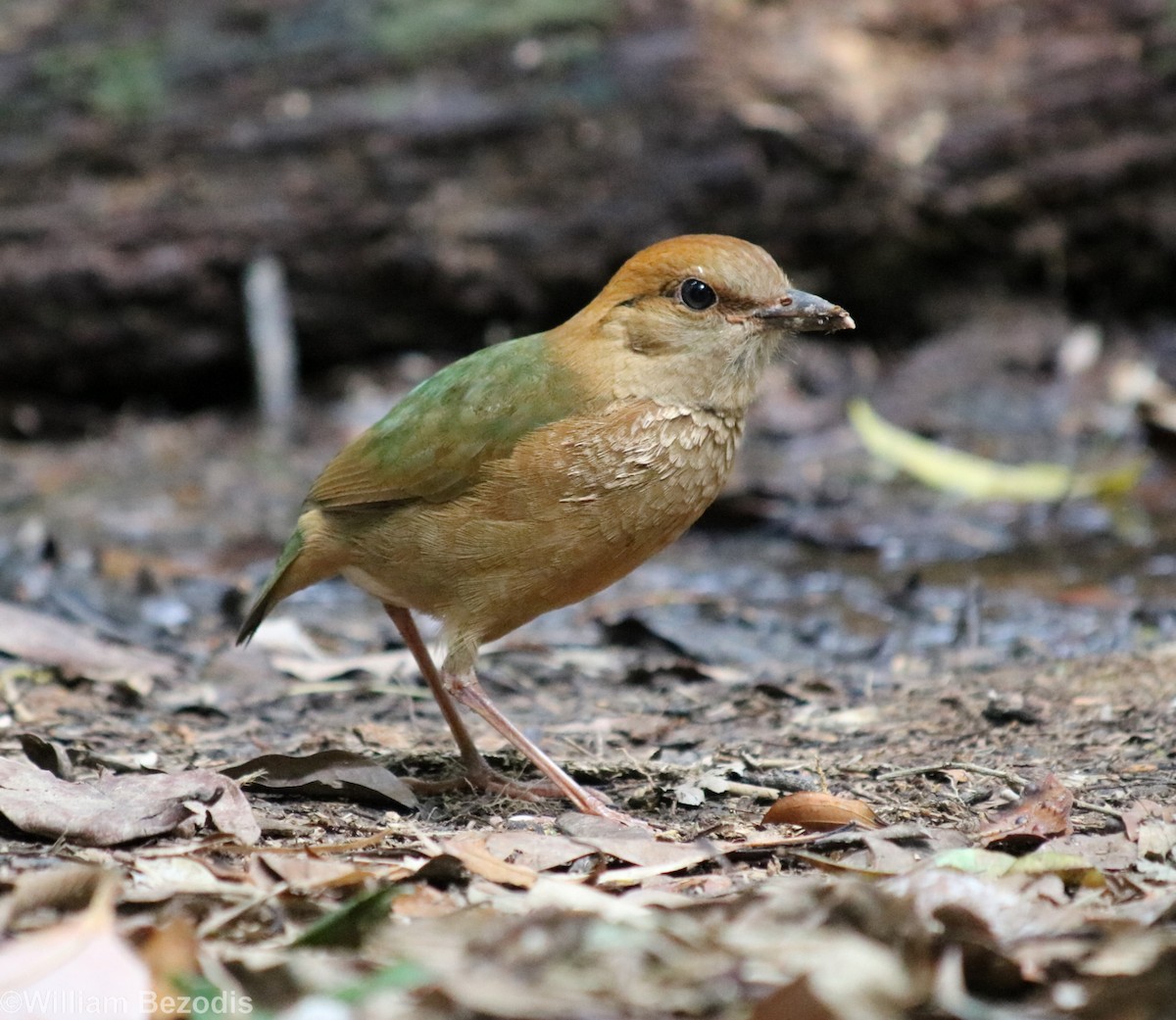 Rusty-naped Pitta - William Bezodis