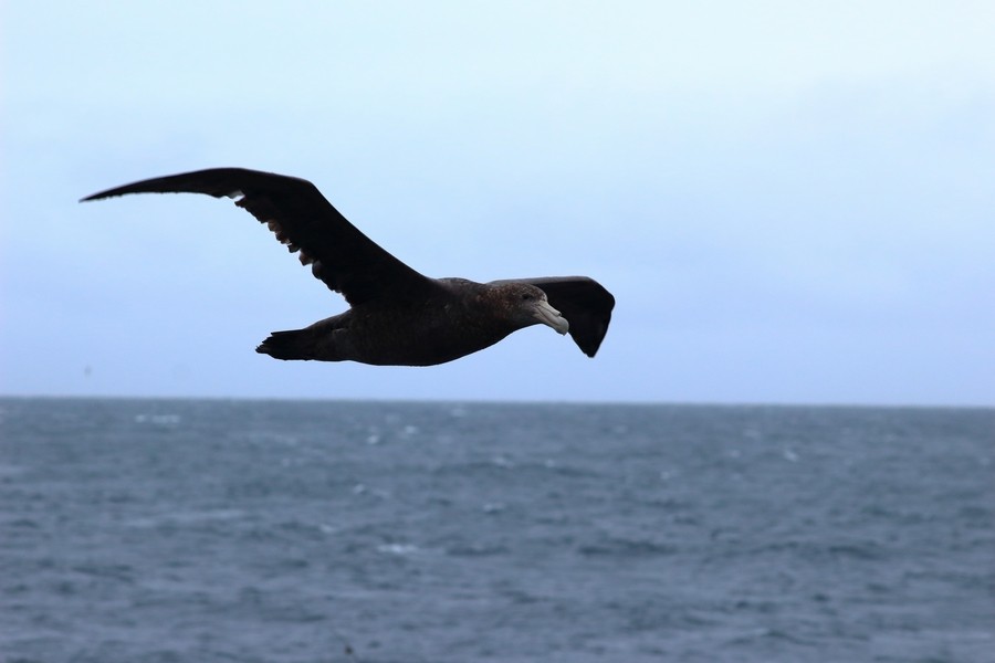 Southern Giant-Petrel - ML205870491