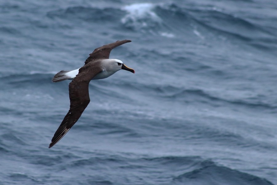 Atlantik Sarı Gagalı Albatrosu - ML205870501