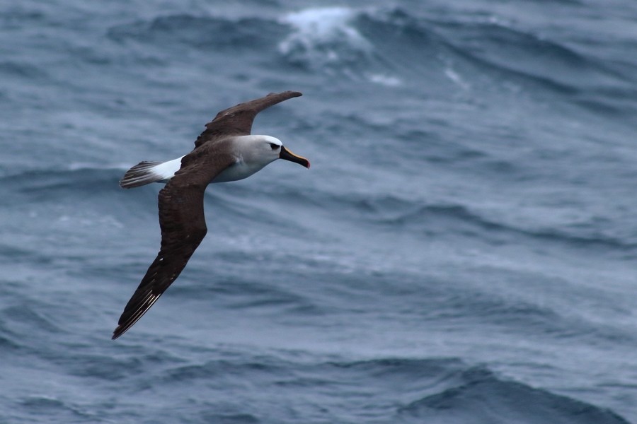 Gelbnasenalbatros - ML205870501