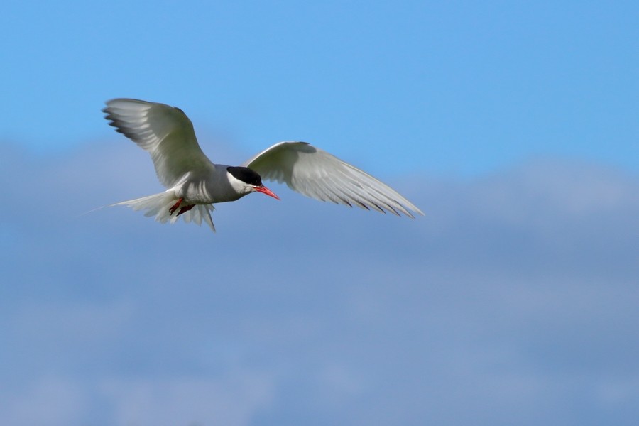 Antarctic Tern (Antarctic) - ML205870511