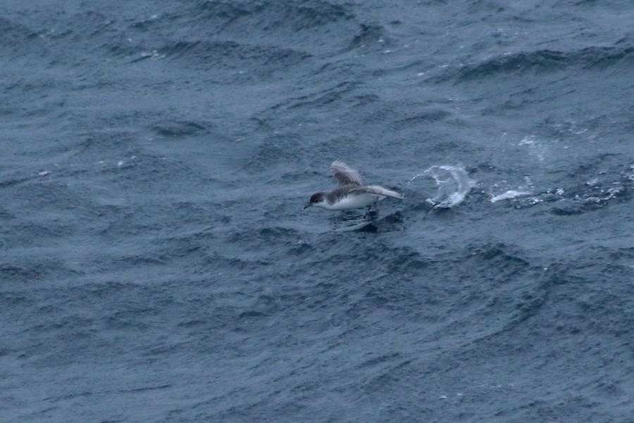 Subantarctic Shearwater - ML205870521