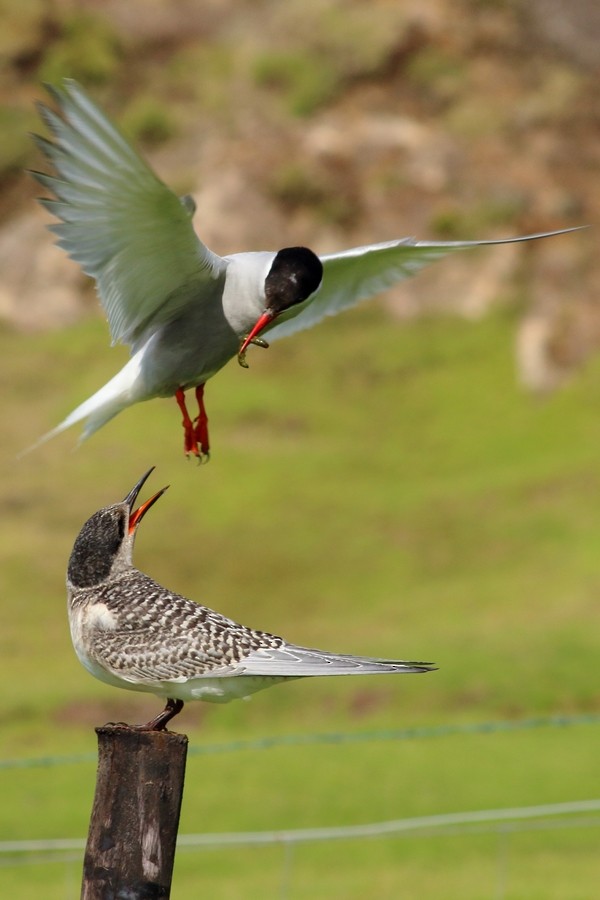 Antarctic Tern (Antarctic) - ML205870531