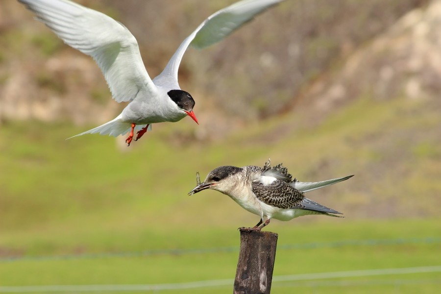 Antarctic Tern (Antarctic) - ML205870541