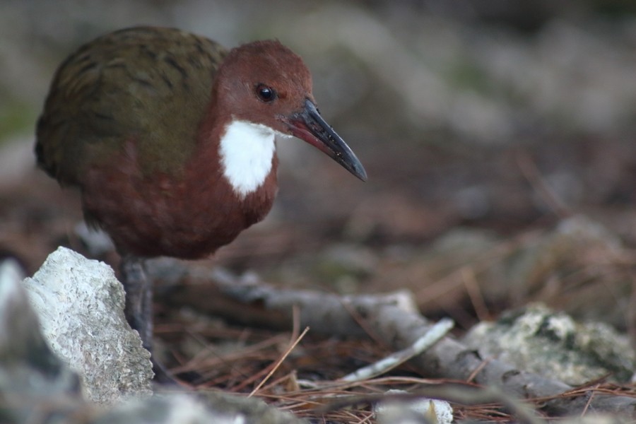 White-throated Rail - Rémi Bigonneau