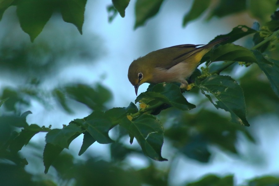 Aldabra White-eye - Rémi Bigonneau