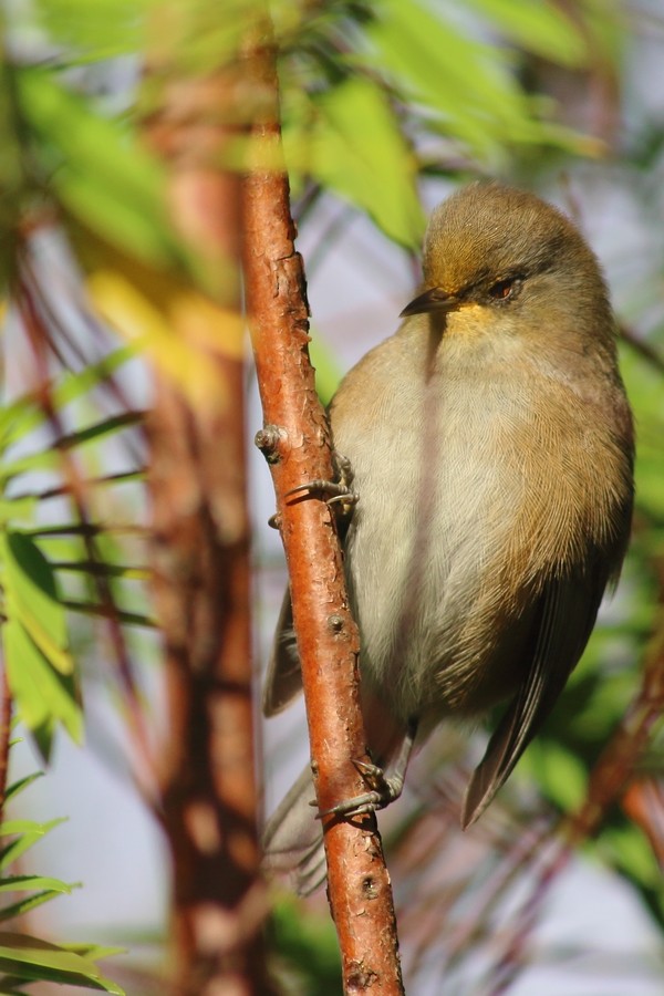 Reunion Gray White-eye - Rémi Bigonneau