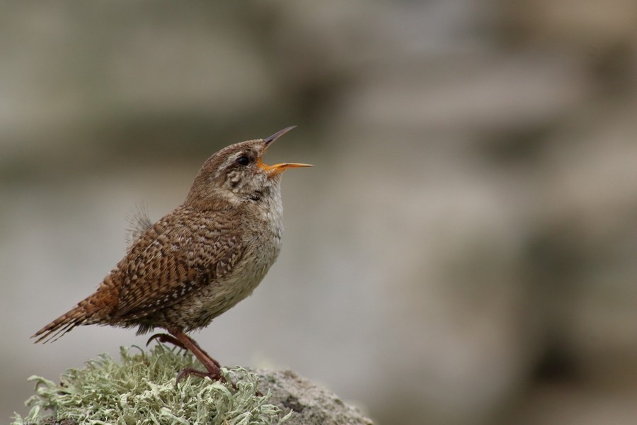 Eurasian Wren (St. Kilda) - ML205870971