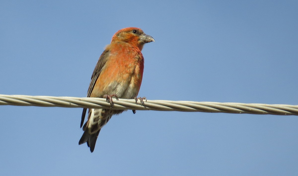 Red Crossbill - Michael Woodruff