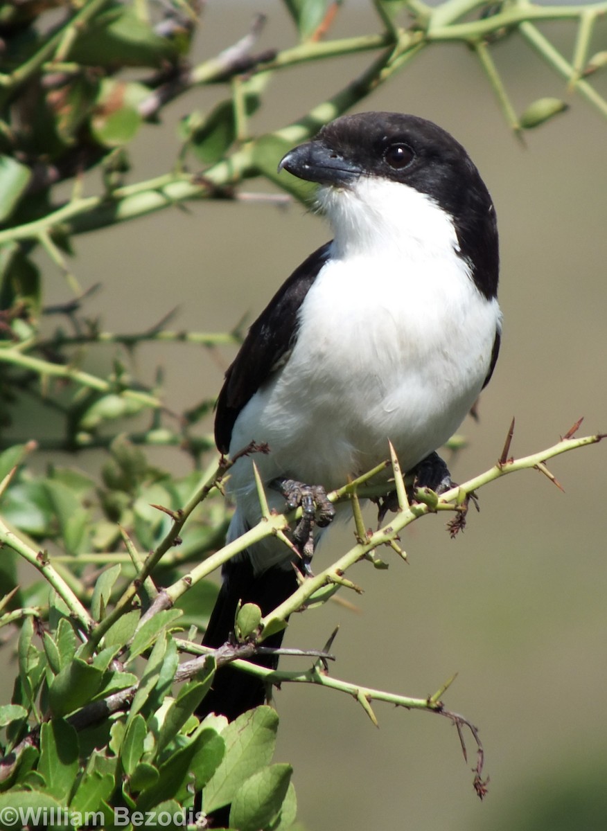 Long-tailed Fiscal - William Bezodis