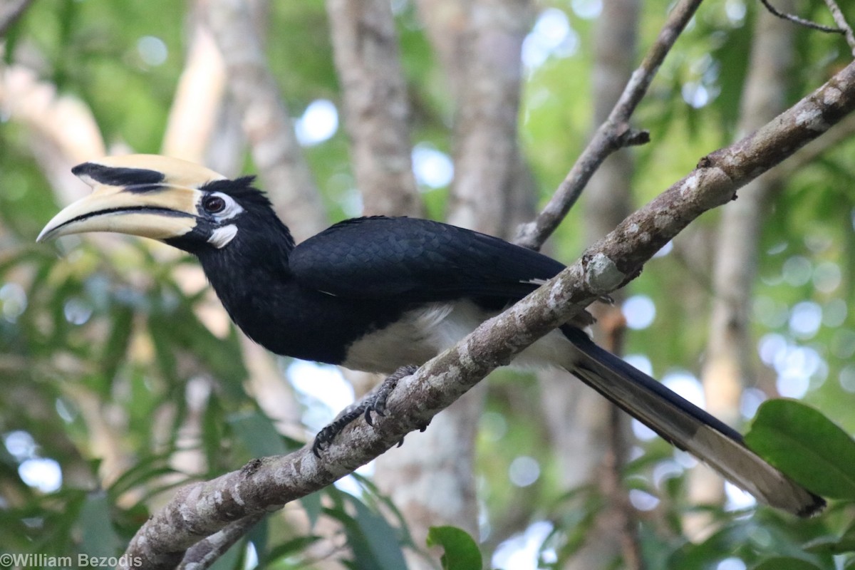 Oriental Pied-Hornbill - ML205872721