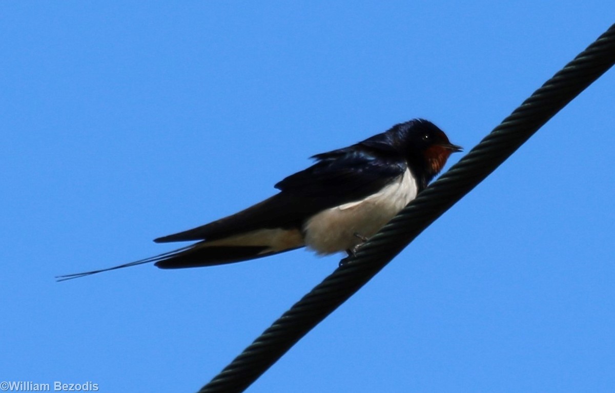 Barn Swallow (White-bellied) - ML205872741