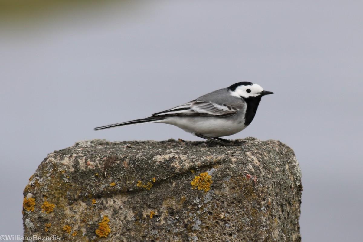 White Wagtail (White-faced) - ML205872761