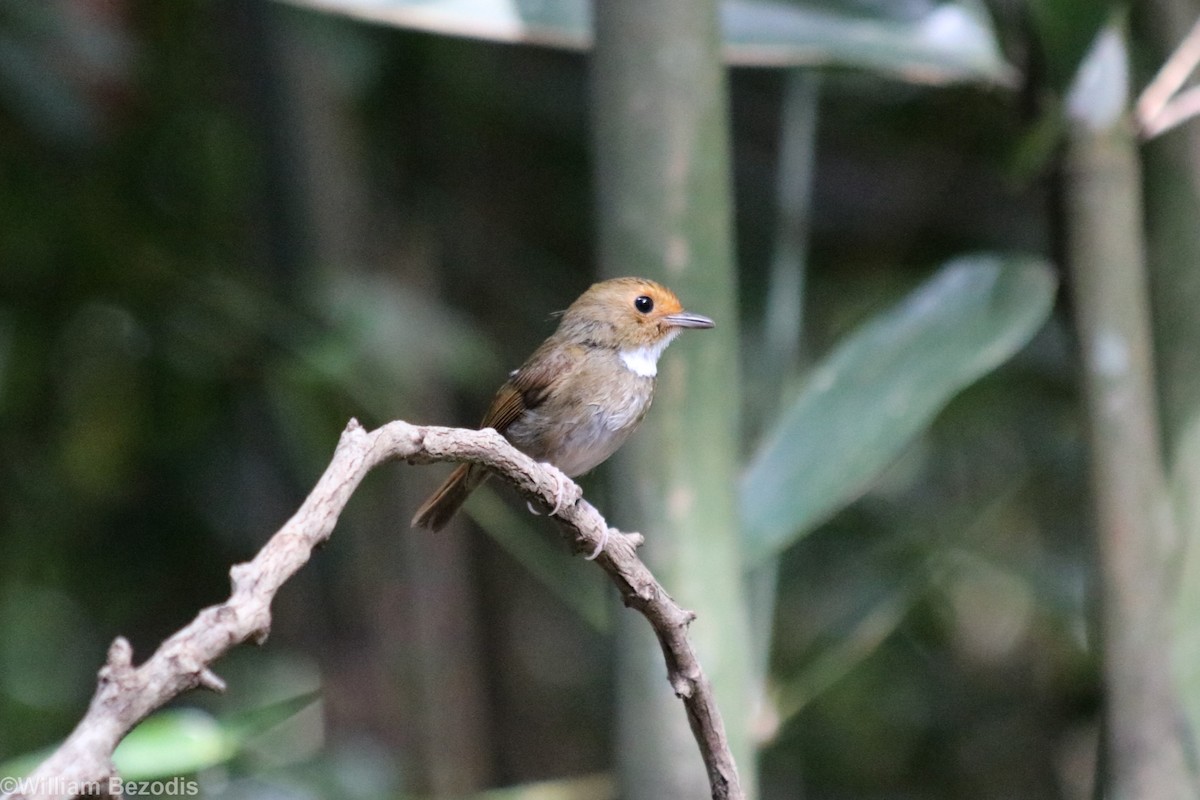 Rufous-browed Flycatcher - ML205872861