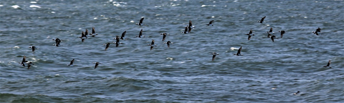 Long-tailed Duck - ML205872951