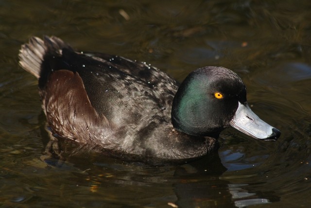 New Zealand Scaup - ML205875341