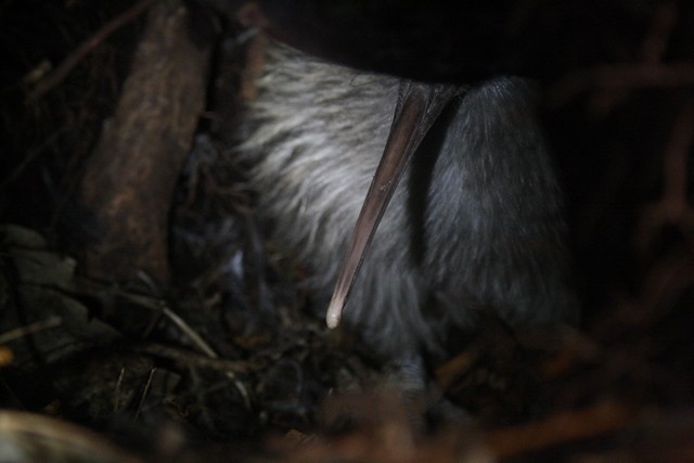 Southern Brown Kiwi (Stewart I.) - Rémi Bigonneau