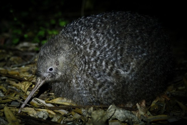 Little Spotted Kiwi - ML205875561