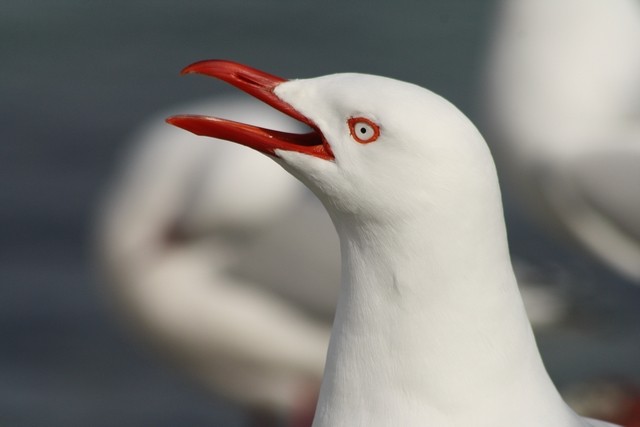 Silver Gull (Red-billed) - Rémi Bigonneau