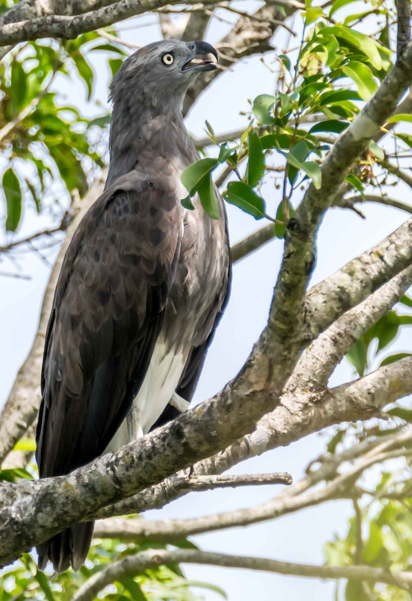 Lesser Fish-Eagle - Vasanthan jayaguru