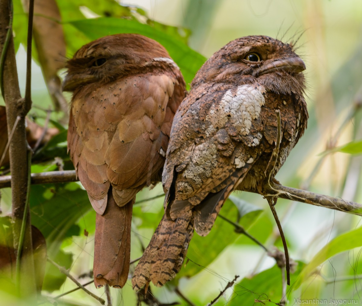 Sri Lanka Frogmouth - ML205876051