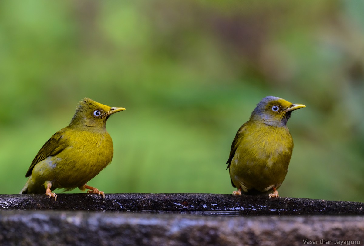 Gray-headed Bulbul - Vasanthan jayaguru