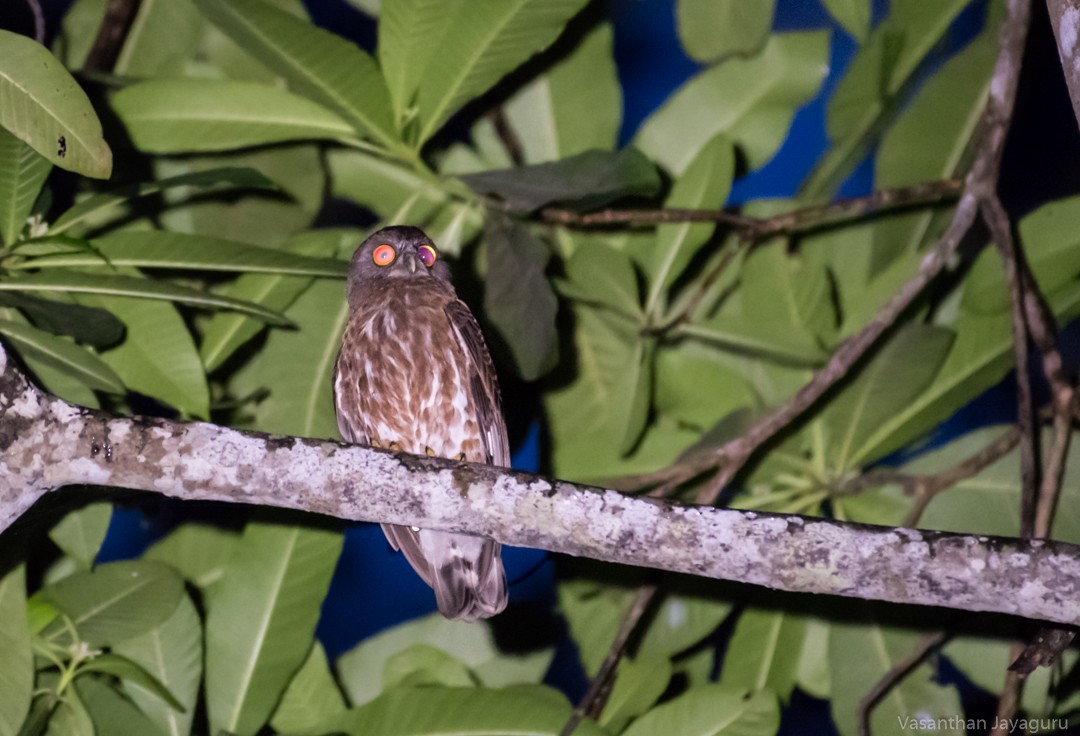 ML205876511 - Brown Boobook - Macaulay Library