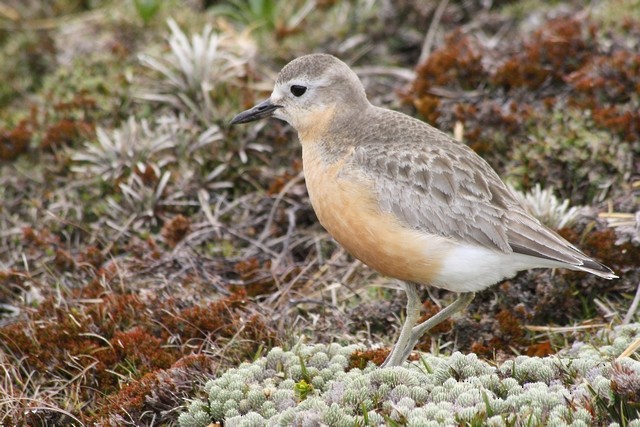 Red-breasted Dotterel (Southern) - Rémi Bigonneau