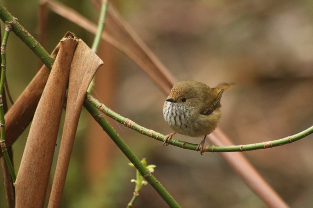 Brown Thornbill - ML205878091