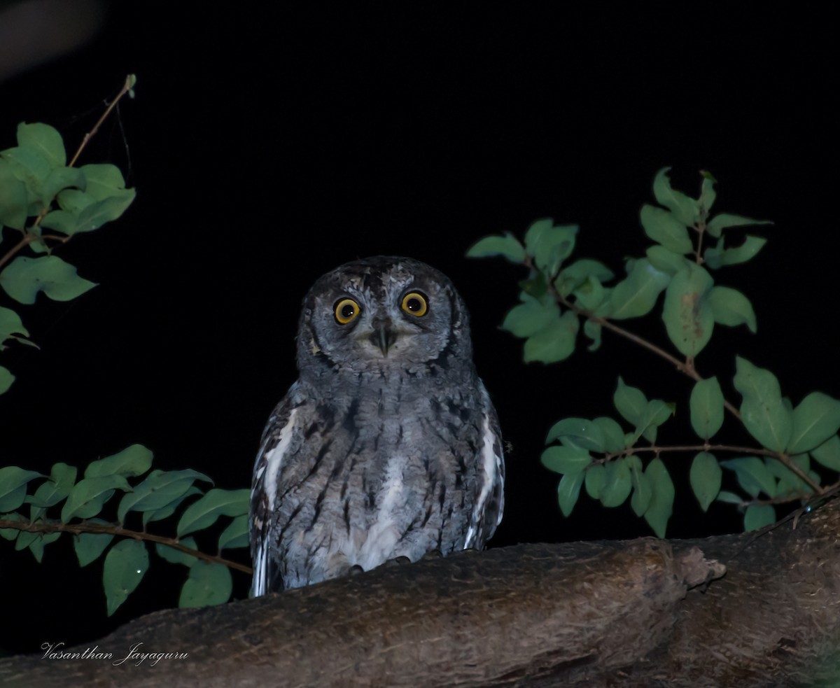 Arabian Scops-Owl - ML205878941