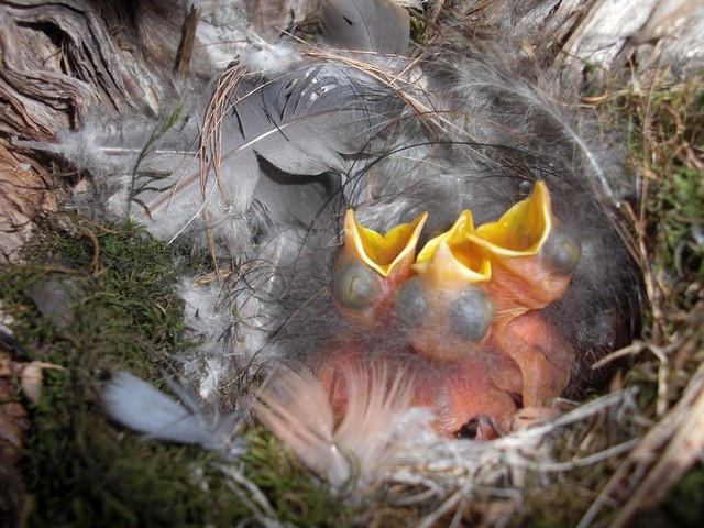 Rufous-naped Tit - ML205880671