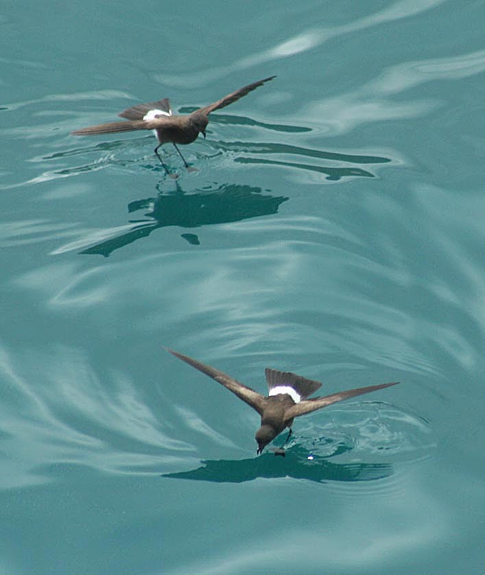 Elliot's Storm-Petrel - ML205881151