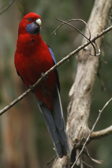 Crimson Rosella - ML205883551